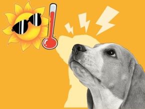 Expert-Approved Summer Safety Tips for Dogs