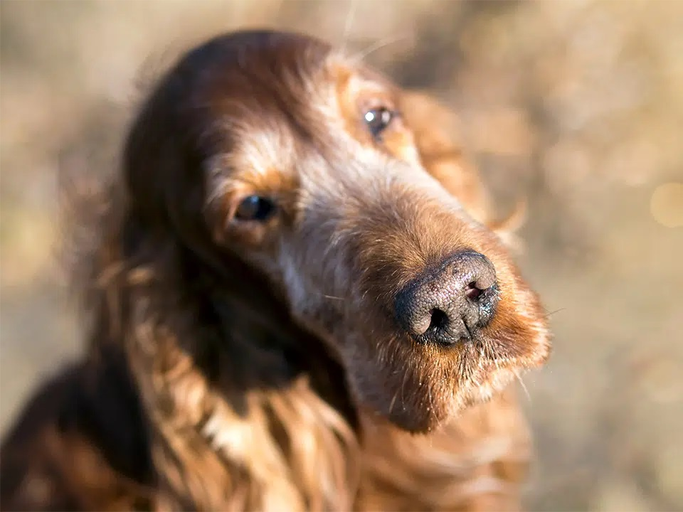 Cuidado de su perro mayor: nutrición y ejercicio